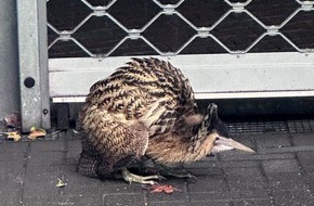 Feuerwehr Neuss: FW-NE: Seltener Vogel in Grimlinghausen | Rohrdommel auf Abwegen