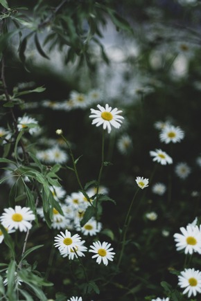 Breit abgestützte Nachhaltigkeitsstrategie und ambitionierte ESG-Ziele der Andermatt Swiss Alps Gruppe und der Andermatt-Sedrun Sport AG