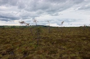 Bergwaldprojekt e.V.: Für mehr Wasser im Schwarzen Moor: Freiwillige verschließen alte Entwässerungsgräben