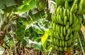 Lidl: Meilenstein: Die fairsten Bananen zum Lidl-Preis / Lidl leistet Beitrag für existenzsichernde Löhne in den Erzeugerländern von Bananen