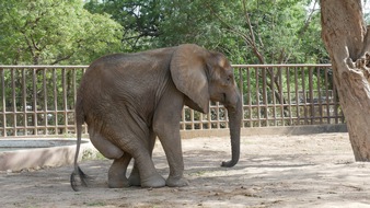 VIER PFOTEN - Stiftung für Tierschutz: QUATRE PATTES au chevet de Noor Jehan, une éléphante du zoo de Karachi au Pakistan