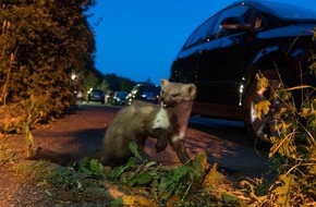 HUK-COBURG: Marder machen Jagd auf Kabel und Schläuche - Teilkasko-Versicherung deckt Marderschäden und deren Folgen - HUK-COBURG: Marderschäden kosteten 2017 mehr als 13 Mio.Euro