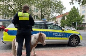 Polizeidirektion Hannover: POL-H: Kurze Beine auf Abwegen: Entlaufenes Pony sorgt für Polizeieinsatz