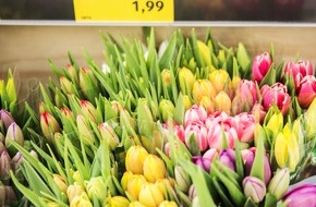 ALDI: ALDI handelt nachhaltige Blumen und Pflanzen