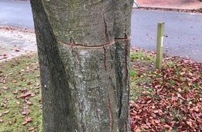 Polizeiinspektion Stade: POL-STD: Unbekannte sägen Baum in Dollerner Wohngebiet an - Polizei sucht Zeugen