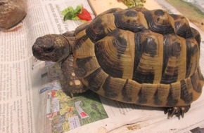 Polizeipräsidium Mannheim: POL-MA: Neckargemünd/ Rhein-Neckar-Kreis: Schildkröte ausgebüxt - Polizei sucht Eigentümer/in