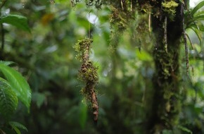 Universität Osnabrück: LebensFormen der Neotropis – Einblicke in die Tropen  Fotoausstellung im Botanischen Garten zeigt die Vielfältigkeit der Natur in Costa Rica