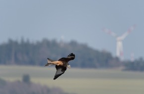 Deutsche Bundesstiftung Umwelt (DBU): DBU: Artenschutzprüfung bei Windenergieausbau unterstützen