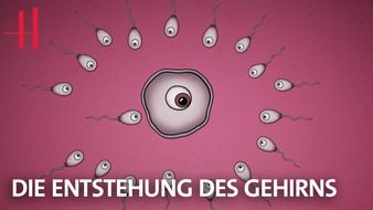 Gemeinnützige Hertie-Stiftung: "Urknall im Uterus" und "Eine Muh ist eine Kuh"  - neue Video-Serie der Hertie-Stiftung über das Gehirn