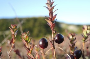 Sylt Marketing GmbH: Im Herbst geht’s den Cranberries an die Wurzel