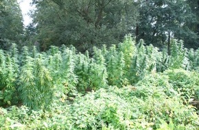 Polizeiinspektion Nienburg / Schaumburg: POL-NI: Groß angelegte Outdoor-Cannabisplantage entdeckt -Bilder im Download-
