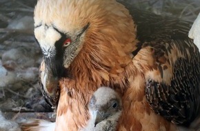 Landesbund für Vogel- und Naturschutz in Bayern (LBV) e. V.: Griaß eich: Österreichische Bartgeier für Bayern / Auswilderungsprojekt von LBV und Nationalpark Berchtesgaden startet ins dritte Jahr
