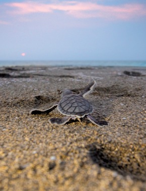 Natur im Fokus: Auf den Bradenton Gulf Islands beginnt die Nistsaison der Meeresschildkr&ouml;ten kurz vor dem Welt-Schildkr&ouml;tentag