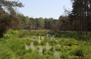 Deutsche Bundesstiftung Umwelt (DBU): DBU-Presseinfo: Moorschutz im Naturerbe Weißhaus: Stiftungstochter aus Osnabrück vernässt Niedermoore in Brandenburg