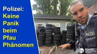 Polizeipräsidium Oberhausen: POL-OB: Keine Panik beim "Pfau Phänomen"
