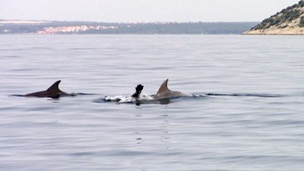 GRD Gesellschaft zur Rettung der Delphine e.V.: Behinderter Adria-Delfin erneut nahe Zadar gesichtet