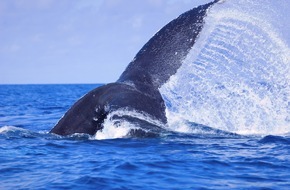 IFAW - International Fund for Animal Welfare: IWC: Walfangmoratorium in Gefahr bei Konferenz der Mitgliedsstaaten nächste Woche