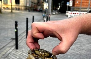 Bundespolizeiinspektion Bremen: BPOL-HB: "Mr. Crabs" von Bundespolizei gerettet