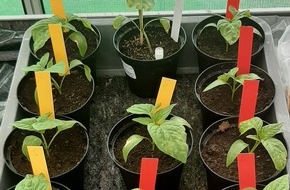 Leibniz-Institut DSMZ-Deutsche Sammlung von Mikroorganismen und Zellkulturen GmbH: Der Tomaten- und Paprika-Anbau weltweit gef&auml;hrdet