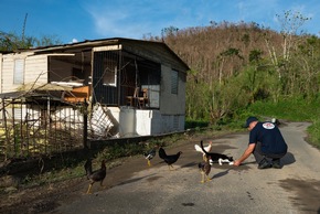Nach Hurricane in Puerto Rico: VIER PFOTEN verpflegt zurückgelassene Tiere