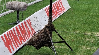 Feuerwehr Stuttgart: FW Stuttgart: Feuerwehr fängt Bienenschwarm in der MHP-Arena ein