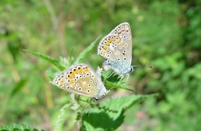 Universität Duisburg-Essen: Insektenvielfalt: Viele artenreiche Gebiete unzureichend geschützt