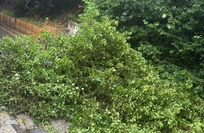 Feuerwehr Weinheim: FW Weinheim: Feuerwehr Weinheim entfernt umgest&uuml;rzten Baum von Weg