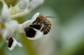 Die Vier von hier: F&uuml;r mehr Insekten reicht ein Bl&uuml;hstreifen allein nicht / Warum ausgerechnet K&ouml;rnererbsen und Ackerbohnen Hoffnung machen