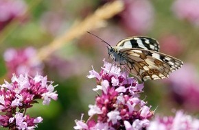 3sat: "wissen aktuell: Rettet die Insekten!": 3sat-Wissenschaftsdoku über die bedrohten Tiere