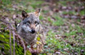 Natur- und Tierpark Goldau: Neue Wölfin im Natur- und Tierpark Goldau