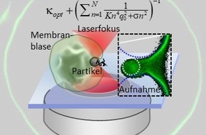 Albert-Ludwigs-Universität Freiburg: Thermische Bewegungen und Schwingungsmoden bestimmen Aufnahme von Bakterien in Zellen