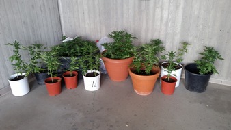 Polizeidirektion Montabaur: POL-PDMT: Fund von Cannabis-Pflanzen