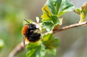 Stiftung für Mensch und Umwelt: Jetzt wird’s persönlich: Welche Biene bist du?