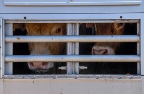 VIER PFOTEN - Stiftung für Tierschutz: VIER PFOTEN spricht von einem Totalversagen der Europäischen Union sowie der spanischen Behörden