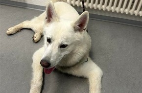 Polizeidirektion Landau: POL-PDLD: Freilaufender Hund aufgefunden - Eigentümer gesucht
