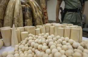 IFAW Deutschland: EU Kommissar Vella soll handeln: &Uuml;ber 1,2 Million Menschen fordern Handelsverbot f&uuml;r Elfenbein