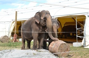 Aktionsbündnis "Tiere gehören zum Circus": Tierverbot im Zirkus: Antrag des Landes Hessen ohne wissenschaftliche Substanz