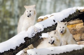 Erlebnispark Tripsdrill: Weihnachtsferien im Wildparadies Tripsdrill