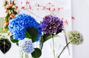 Blumenbüro: Kugelrunder Blütenspaß: kein Sommer ohne Hortensien / Harmonische Interieur-Gestaltung mit der Hortensie