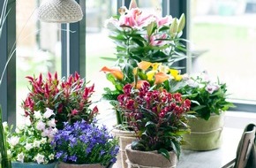 Blumenbüro: Grüne Nomaden sind Zimmerpflanzen des Monats Mai / Welche Zimmerpflanzen nach draußen wandern