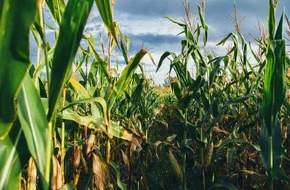 Helmholtz Zentrum München: Warum der Mais manchmal weit vom Stamm fällt