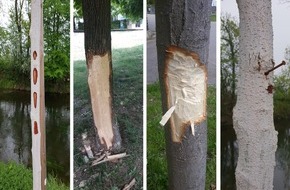 Polizeipräsidium Offenburg: POL-OG: Offenburg - Bäume beschädigt, gibt es Zeugen?