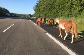 Polizeipräsidium Nordhessen - Kassel: POL-KS: Ausgebüxte Pferde auf der Autobahn unterwegs: Vierbeiner von couragierter Frau "abgeführt"