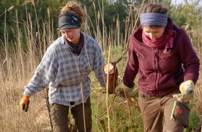 Bergwaldprojekt e.V.: Freiwillige mit dem Bergwaldprojekt  im 7. Jahr im Einsatz f&uuml;r die Artenvielfalt auf Hiddensee