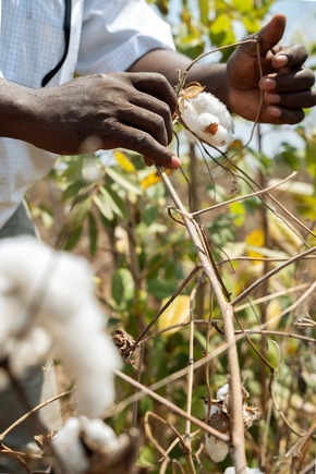 Siegelklarheit Rates Cotton made in Africa (CmiA) as "Excellent"
