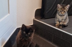 Polizeiinspektion Celle: POL-CE: Drei Katzenjungen aufgefunden