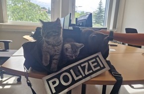Polizeidirektion Bad Kreuznach: POL-PDKH: Ausgesetzte Katzenbabys in Stromberg