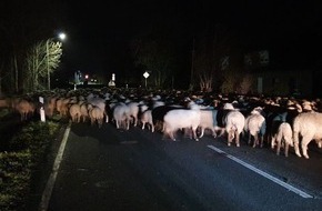 Polizeiinspektion Stade: POL-STD: Schafe in der Nacht ausgebrochen - Landesstraße blockiert, Einbrecher in Buxtehuder Cafe