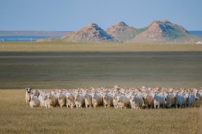 Unabhängige Auditoren attestieren The Good Cashmere Standard hohe Wirksamkeit in puncto Tierwohl und Nachhaltigkeit