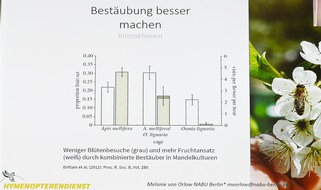 Deutscher Berufs- und Erwerbsimkerbund e.V.: Wild- und Honigbienen: „Konkurrenz macht Früchte“ – Solitärbienentag in Celle